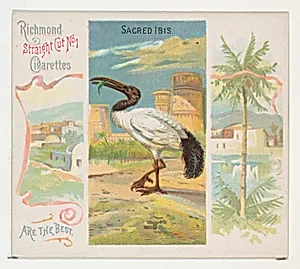 Sacred Ibis, from Birds of the Tropics series (N38) for Allen & Ginter Cigarettes by Allen & Ginter|George S. Harris & Sons
