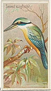 Sacred Kingfisher, from the Birds of the Tropics series (N5) for Allen & Ginter Cigarettes Brands by Allen & Ginter|George S. Harris & Sons