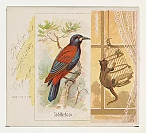 Saddle-back, from the Song Birds of the World series (N42) for Allen & Ginter Cigarettes by Allen & Ginter|George S. Harris & Sons