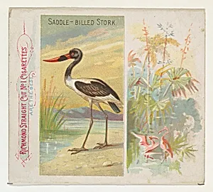 Saddle-Billed Stork, from Birds of the Tropics series (N38) for Allen & Ginter Cigarettes by Allen & Ginter|George S. Harris & Sons