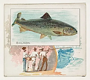 Salmon, from Fish from American Waters series (N39) for Allen & Ginter Cigarettes by Allen & Ginter|Lindner, Eddy & Claus
