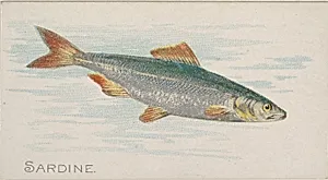 Sardine, from the Fish from American Waters series (N8) for Allen & Ginter Cigarettes Brands by Allen & Ginter|Lindner, Eddy & Claus