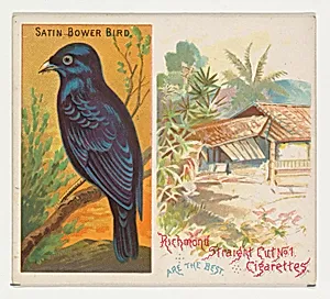 Satin Bower Bird, from Birds of the Tropics series (N38) for Allen & Ginter Cigarettes by Allen & Ginter|George S. Harris & Sons