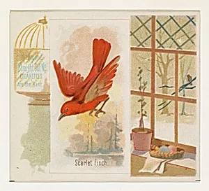 Scarlet Finch, from the Song Birds of the World series (N42) for Allen & Ginter Cigarettes by Allen & Ginter|George S. Harris & Sons