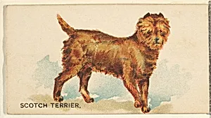 Scotch Terrier, from the Dogs of the World series for Old Judge Cigarettes by Goodwin & Company