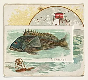 Sea Bass, from Fish from American Waters series (N39) for Allen & Ginter Cigarettes by Lindner, Eddy & Claus|Allen & Ginter
