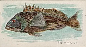 Sea Bass, from the Fish from American Waters series (N8) for Allen & Ginter Cigarettes Brands by Allen & Ginter|Lindner, Eddy & Claus