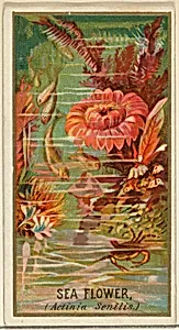 Sea Flower (Actinia Senilis), from the Flowers series for Old Judge Cigarettes by Goodwin & Company|George S. Harris & Sons