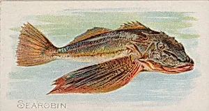 Sea Robin, from the Fish from American Waters series (N8) for Allen & Ginter Cigarettes Brands by Allen & Ginter|Lindner, Eddy & Claus