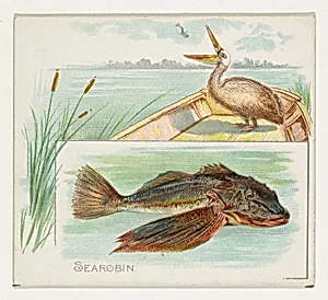 Searobin, from Fish from American Waters series (N39) for Allen & Ginter Cigarettes by Lindner, Eddy & Claus|Allen & Ginter