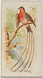 Shaft-tailed Bunting, from the Song Birds of the World series (N23) for Allen & Ginter Cigarettes by George S. Harris & Sons|Allen & Ginter