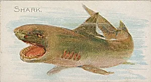 Shark, from the Fish from American Waters series (N8) for Allen & Ginter Cigarettes Brands by Allen & Ginter|Lindner, Eddy & Claus
