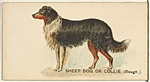 Sheep Dog or Collie (Rough), from the Dogs of the World series for Old Judge Cigarettes by Goodwin & Company