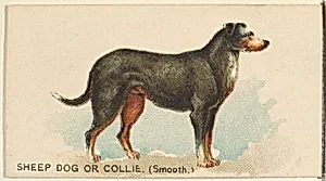 Sheep Dog or Collie (Smooth), from the Dogs of the World series for Old Judge Cigarettes by Goodwin & Company