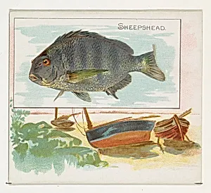 Sheepshead, from Fish from American Waters series (N39) for Allen & Ginter Cigarettes by Lindner, Eddy & Claus|Allen & Ginter