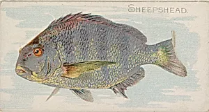 Sheepshead, from the Fish from American Waters series (N8) for Allen & Ginter Cigarettes Brands by Allen & Ginter|Lindner, Eddy & Claus