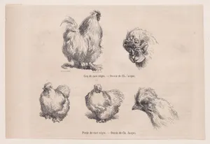 Silkie Cockerel and Silkie Hen, from "Le Magasin Pittoresque"
