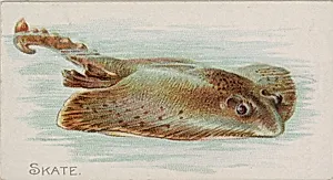 Skate, from the Fish from American Waters series (N8) for Allen & Ginter Cigarettes Brands by Allen & Ginter|Lindner, Eddy & Claus