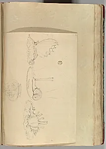 Sketches of Butterfly Pen-holder, a Shell Pen-holder and Snail Ring-holder, and a Vase by Alfred Henry Forrester [Alfred Crowquill]|Samuel Alcock & Company