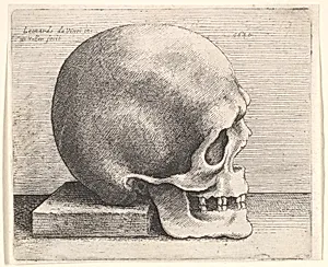 Skull in profile to right by Leonardo da Vinci|Wenceslaus Hollar