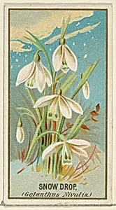 Snowdrop (Galanthus Nivalis), from the Flowers series for Old Judge Cigarettes by Goodwin & Company|George S. Harris & Sons