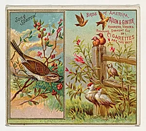 Song Sparrow, from the Birds of America series (N37) for Allen & Ginter Cigarettes by Allen & Ginter