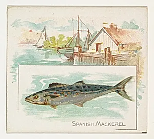 Spanish Mackerel, from Fish from American Waters series (N39) for Allen & Ginter Cigarettes by Lindner, Eddy & Claus|Allen & Ginter