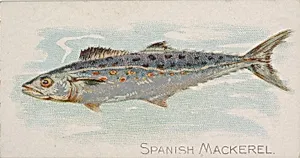 Spanish Mackerel, from the Fish from American Waters series (N8) for Allen & Ginter Cigarettes Brands by Allen & Ginter|Lindner, Eddy & Claus