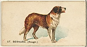 St. Bernard (Rough), from the Dogs of the World series for Old Judge Cigarettes by Goodwin & Company