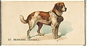 St. Bernard (Smooth), from the Dogs of the World series for Old Judge Cigarettes by Goodwin & Company