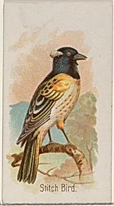 Stitch Bird, from the Song Birds of the World series (N23) for Allen & Ginter Cigarettes by George S. Harris & Sons|Allen & Ginter
