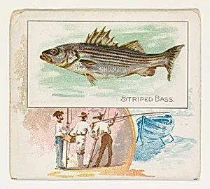 Striped Bass, from Fish from American Waters series (N39) for Allen & Ginter Cigarettes by Lindner, Eddy & Claus|Allen & Ginter