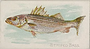 Striped Bass, from the Fish from American Waters series (N8) for Allen & Ginter Cigarettes Brands by Allen & Ginter|Lindner, Eddy & Claus