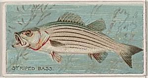 Striped Bass, from the series Fishers and Fish (N74) for Duke brand cigarettes by W. Duke, Sons & Co.|Knapp & Company