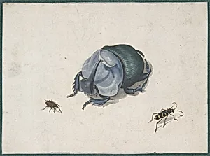 Studies of a Blue Beetle and Insects