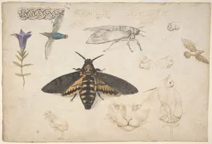 Studies of a Gentian, Moth, Birds, Cats, Interlacing Motif, and Greek Frets (recto); Ornamental Studies with Figures (verso)