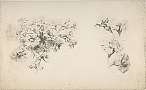 Studies of Flowers by Anonymous, French, 18th century
