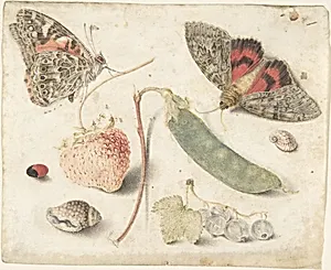 Studies of Fruits, Insects and Shells