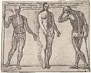 Studies of three skeleton, from the 'Principios para estudiar el Nobilísimo y Real arte de la Pintura' (Madrid 1693) by José García Hidalgo