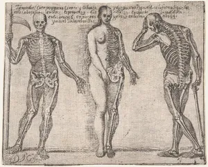 Studies of three skeleton, from the 'Principios para estudiar el Nobilísimo y Real arte de la Pintura' (Madrid 1693)