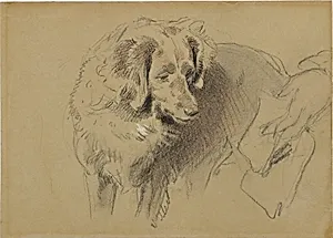Study of a Dog