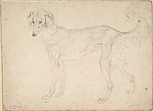 Study of a Feathered Saluki, Facing Left