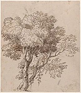 Study of a Group of Trees