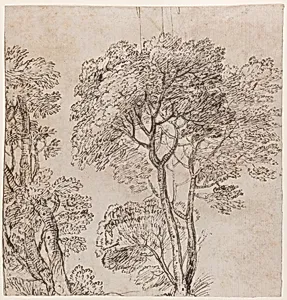 Study of a Group of Trees