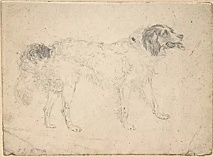 Study of a Herding Dog Facing Right
