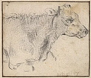 Study of a lying cow