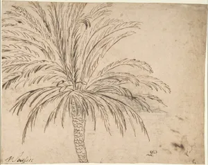 Study of a Palm Tree (recto); Mountain Landscape (verso)