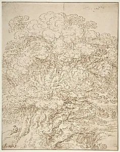 Study of an Old Tree