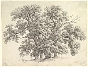 Study of Oak Trees (recto)