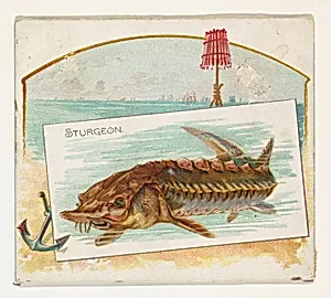 Sturgeon, from Fish from American Waters series (N39) for Allen & Ginter Cigarettes by Lindner, Eddy & Claus|Allen & Ginter